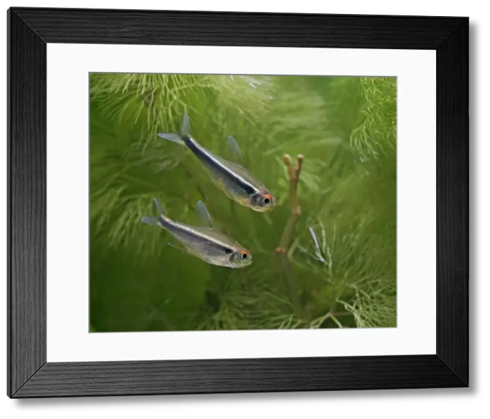Framed Print : Black neon tetras – side view, tropical freshwater Brazil 002848 Framed Print : Black neon tetras – side view, tropical freshwater Brazil 002848