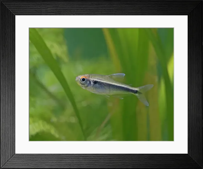 Framed Print : Black neon tetra – side view, tropical freshwater Brazil 002850 Framed Print : Black neon tetra – side view, tropical freshwater Brazil 002850