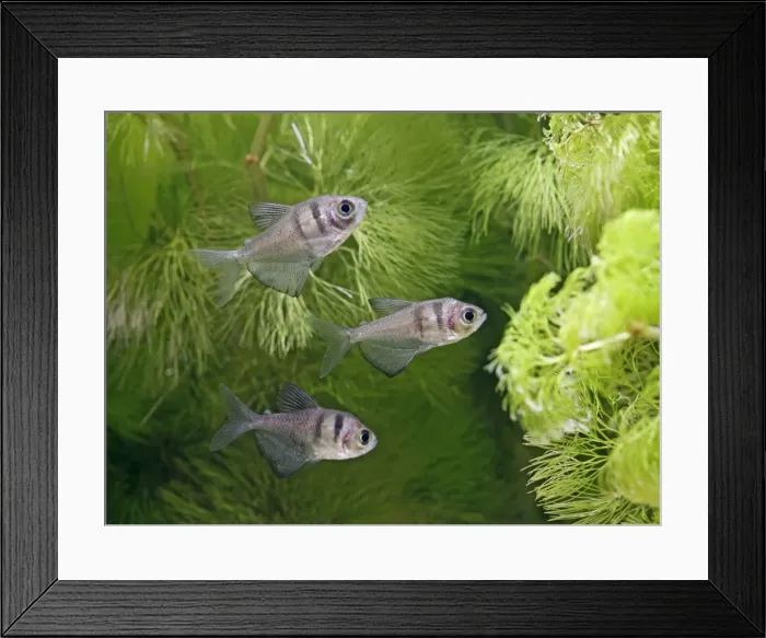 Framed Print : Black widow tetras – side view, tropical freshwaters America 002855 Framed Print : Black widow tetras – side view, tropical freshwaters America 002855