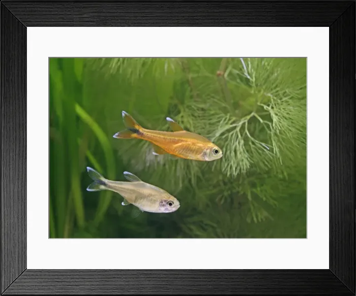 Framed Print : Silver tipped tetras – side view, tropical freshwater Brazil 002858 Framed Print : Silver tipped tetras – side view, tropical freshwater Brazil 002858
