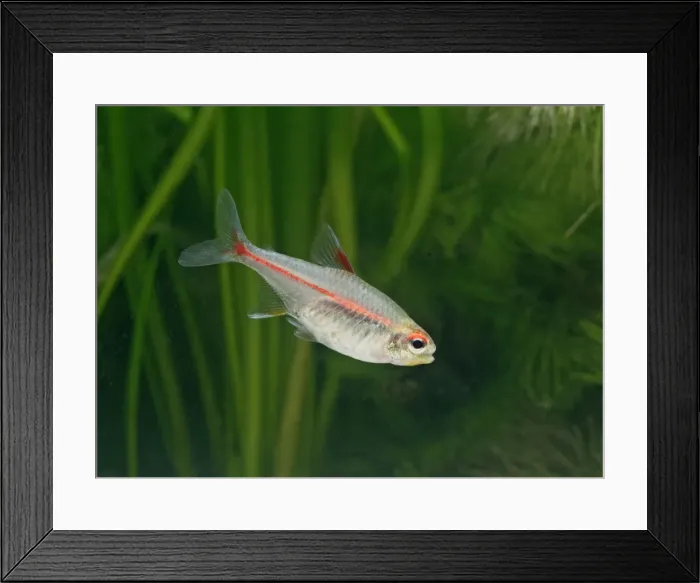 Framed Print : Glowlight tetra – side view, tropical freshwater Guyana 002867 Framed Print : Glowlight tetra – side view, tropical freshwater Guyana 002867