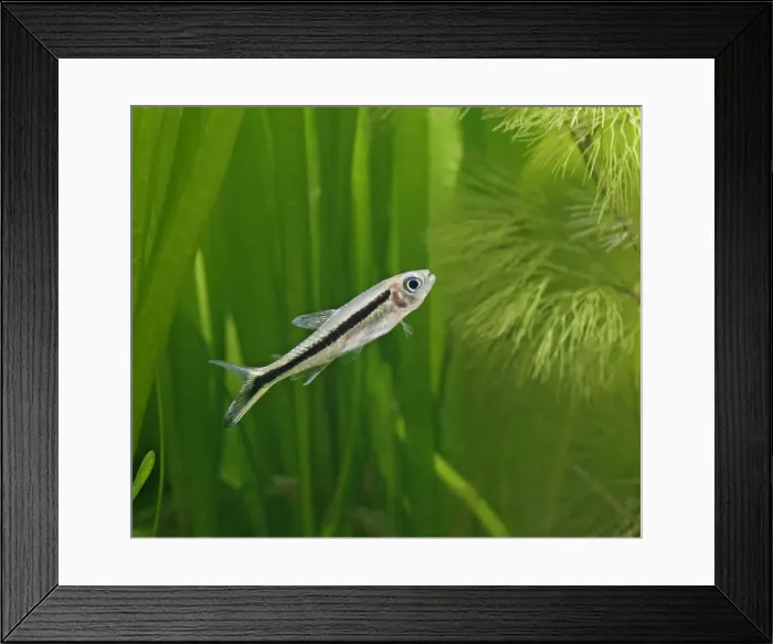 Framed Print : Penguin tetra – side view, tropical freshwater Brazil 002871 Framed Print : Penguin tetra – side view, tropical freshwater Brazil 002871