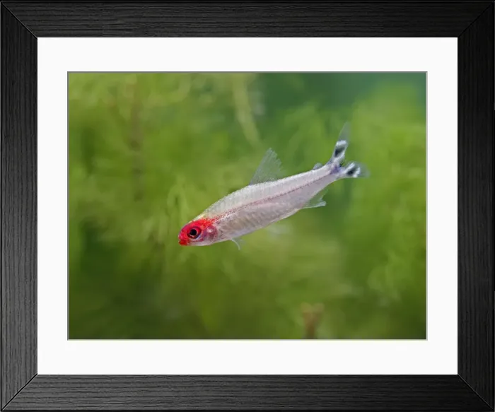 Framed Print : Rummy nose tetra / Red nose tetra – side view, tropical freshwater Columbia Brazil 002874 Framed Print : Rummy nose tetra / Red nose tetra – side view, tropical freshwater Columbia Brazil 002874