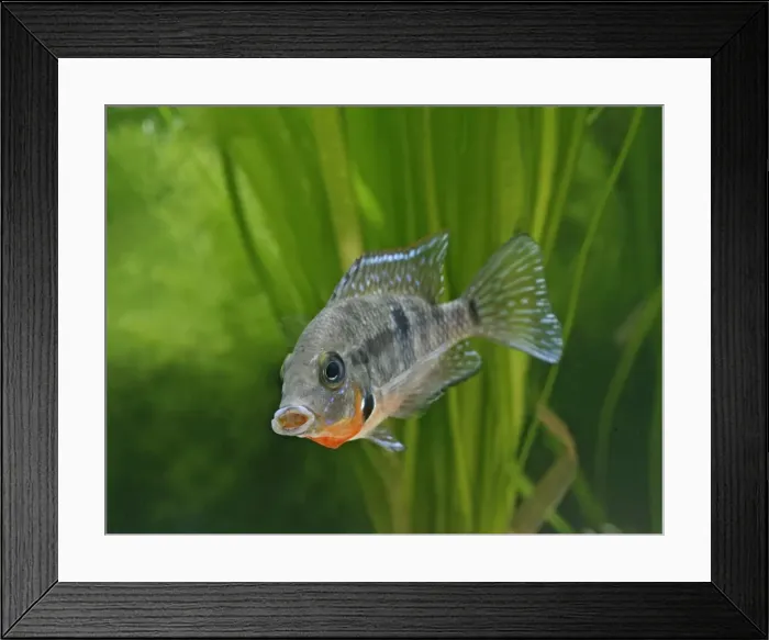 Framed Print : Firemouth cichlid – front view, tropical freshwater Mexico, Guatemala 002878 Framed Print : Firemouth cichlid – front view, tropical freshwater Mexico, Guatemala 002878