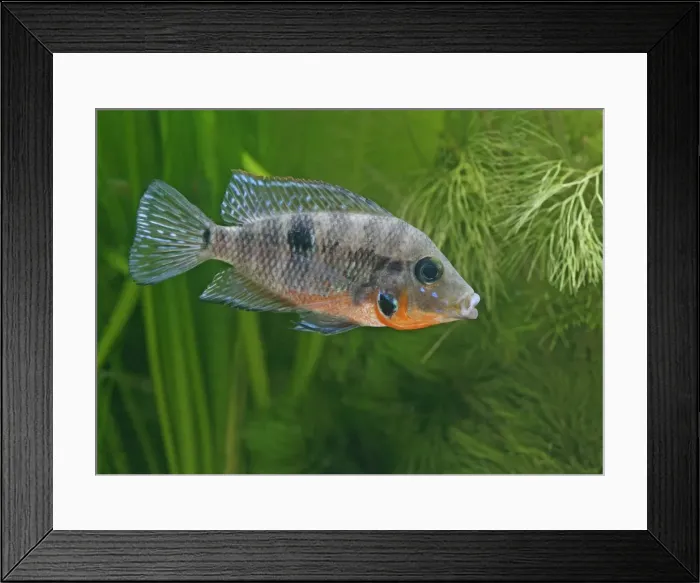 Framed Print : Firemouth cichlid – side view, tropical freshwater Mexico Guatemala 002883 Framed Print : Firemouth cichlid – side view, tropical freshwater Mexico Guatemala 002883