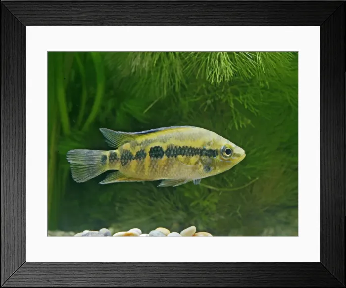 Framed Print : Salvins Cichlid – side view, tropical freshwater Mexico Guatemala 002885 Framed Print : Salvins Cichlid – side view, tropical freshwater Mexico Guatemala 002885