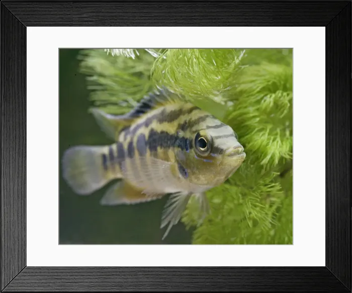 Framed Print : Salvins Cichlid – front view, tropical freshwater Mexico Guatemala 002890 Framed Print : Salvins Cichlid – front view, tropical freshwater Mexico Guatemala 002890