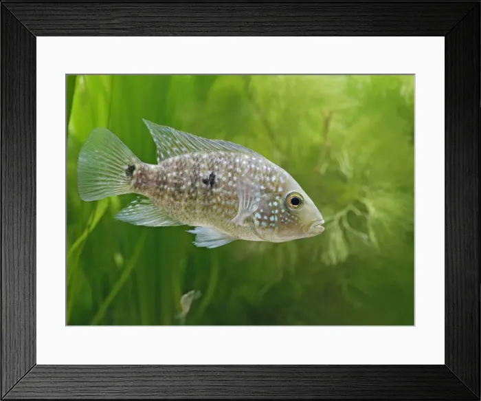 Framed Print : Texas cichlid / Rio grande cichlid - tropical freshwater Mexico Texas 002898 Framed Print : Texas cichlid / Rio grande cichlid - tropical freshwater Mexico Texas 002898