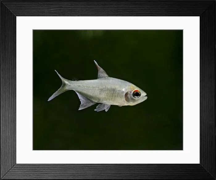 Framed Print : Diamond Tetra / Pittiers tetra – side view, tropical freshwater Venezuela 002904 Framed Print : Diamond Tetra / Pittiers tetra – side view, tropical freshwater Venezuela 002904