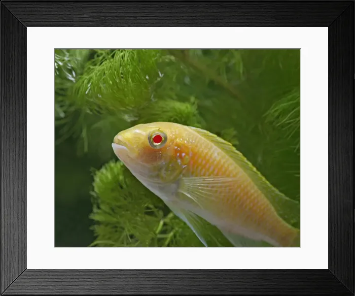 Framed Print : Eduards Mbunda Cichlid – side view, orange morph, tropical freshwater Lake Malawi 002910 Framed Print : Eduards Mbunda Cichlid – side view, orange morph, tropical freshwater Lake Malawi 002910