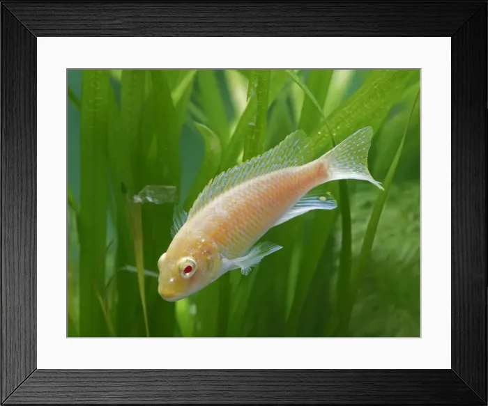 Framed Print : Eduards Mbunda Cichlid – side view, orange morph, tropical freshwater Lake Malawi 002911 Framed Print : Eduards Mbunda Cichlid – side view, orange morph, tropical freshwater Lake Malawi 002911