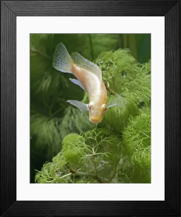 Framed Print : Eduards Mbunda Cichlid – front view, orange morph, tropical freshwater Lake Malawi 002913 Framed Print : Eduards Mbunda Cichlid – front view, orange morph, tropical freshwater Lake Malawi 002913