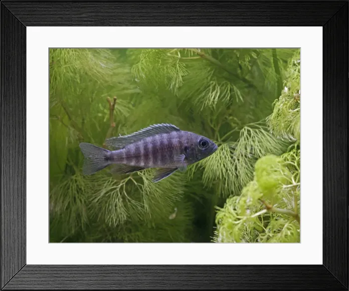 Framed Print : Blue Peacock – side view, tropical freshwater Lake Malawi 002915 Framed Print : Blue Peacock – side view, tropical freshwater Lake Malawi 002915