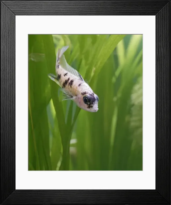 Framed Print : Calico peacock – front view, tropical freshwater lake Malawi 002927 Framed Print : Calico peacock – front view, tropical freshwater lake Malawi 002927