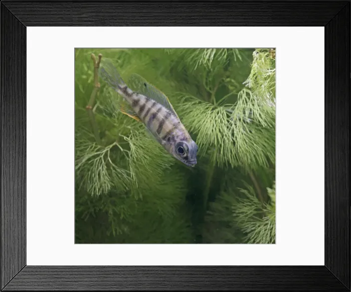 Framed Print : Taiwan reef fish – side view, tropical freshwater 002935 Framed Print : Taiwan reef fish – side view, tropical freshwater 002935