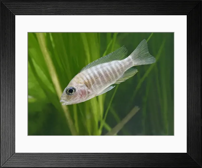Framed Print : Ruby Red Peacock – side view, tropical freshwater Lake Malawi 002944 Framed Print : Ruby Red Peacock – side view, tropical freshwater Lake Malawi 002944