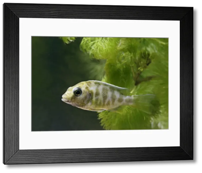 Framed Print : Livingstoni – side view, tropical freshwater Lake Malawi 002948 Framed Print : Livingstoni – side view, tropical freshwater Lake Malawi 002948