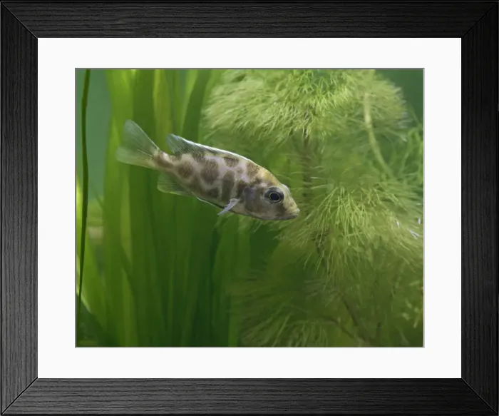 Framed Print : Livingstoni – side view, tropical freshwater Lake Malawi 002958 Framed Print : Livingstoni – side view, tropical freshwater Lake Malawi 002958
