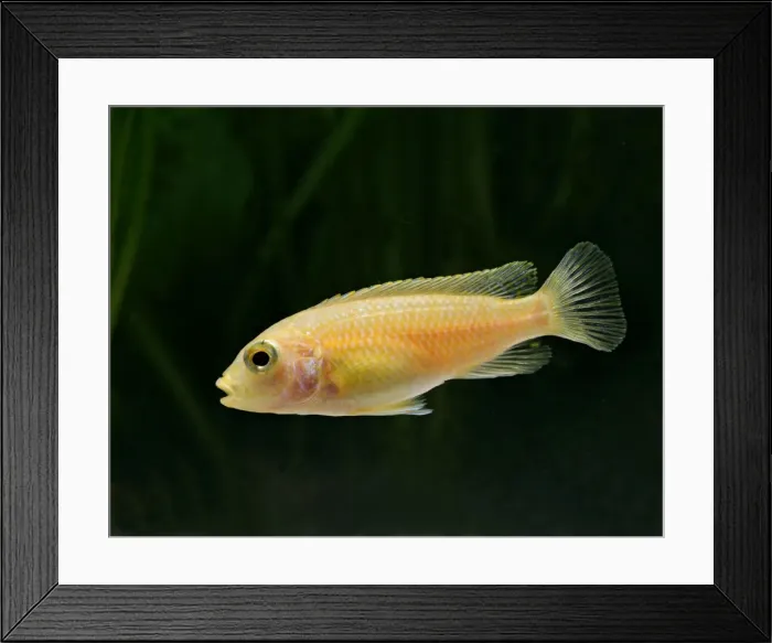 Framed Print : Blue white labido – side view, tropical freshwater Lake Malawi 002962 Framed Print : Blue white labido – side view, tropical freshwater Lake Malawi 002962
