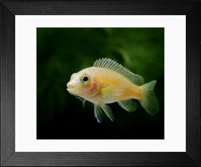 Framed Print : Blue White Labido – side view, tropical freshwater Lake Malawi 002963 Framed Print : Blue White Labido – side view, tropical freshwater Lake Malawi 002963
