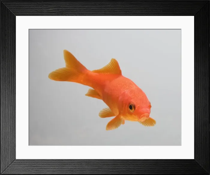 Framed Print : Goldfish – three quarter view Framed Print : Goldfish – three quarter view