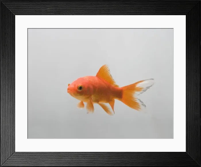 Framed Print : Goldfish – three quarter view Framed Print : Goldfish – three quarter view