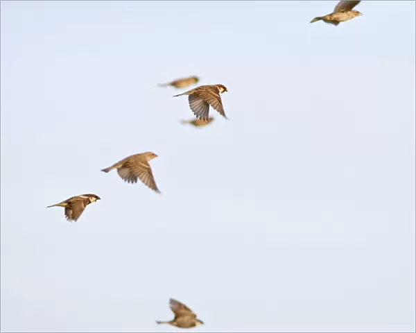 Spanish sparrows – in flight Cyrpus 003998