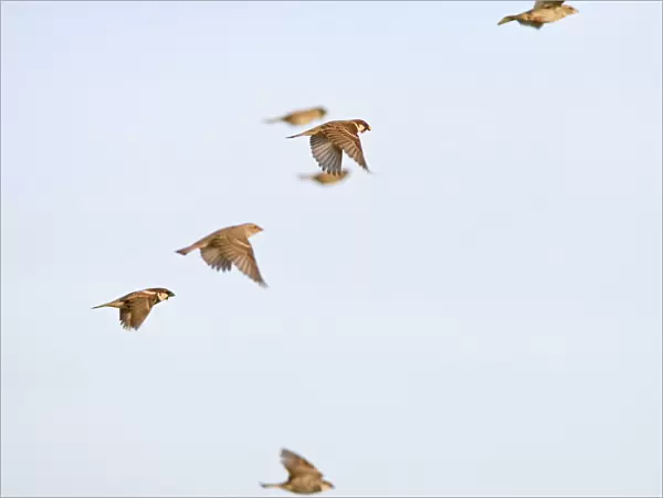 Spanish sparrows – in flight Cyrpus 003998