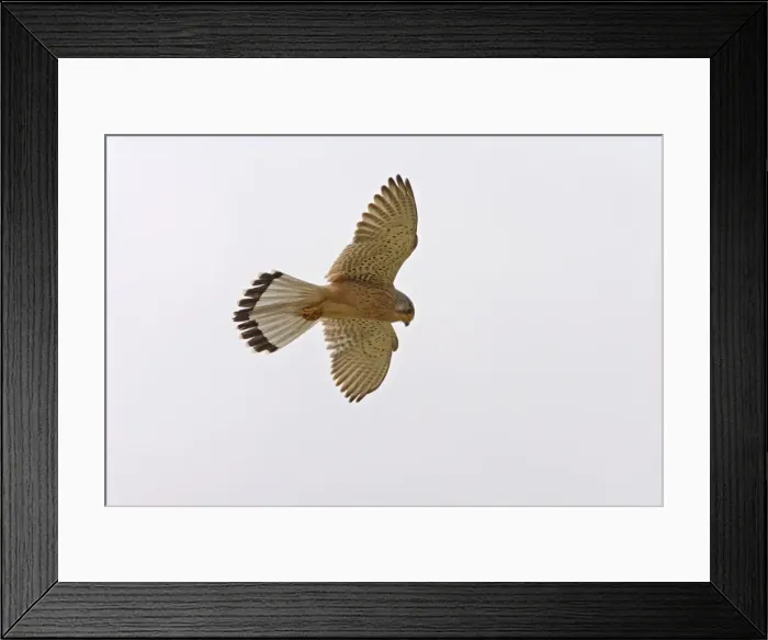 Framed Print : Kestrel – In flight hovering Cyprus 004003 Framed Print : Kestrel – In flight hovering Cyprus 004003