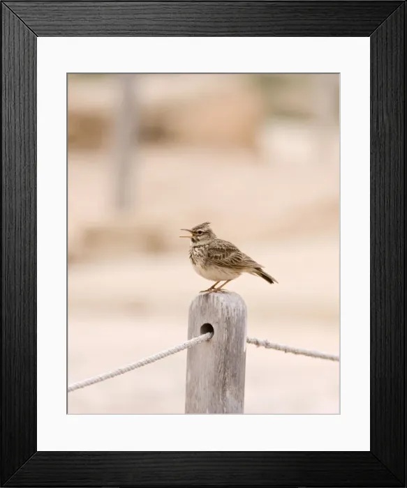 Framed Print : Crested Lark – singing on post Cyprus 004022 Framed Print : Crested Lark – singing on post Cyprus 004022