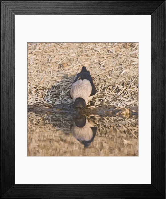 Framed Print : Hooded Crow – drinking Cyprus 004032 Framed Print : Hooded Crow – drinking Cyprus 004032