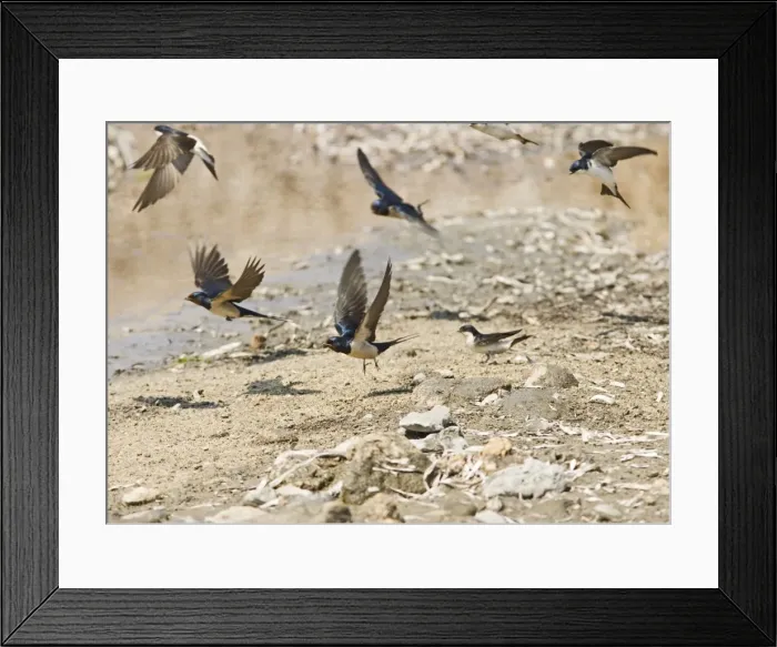 Framed Print : Swallows and House Martins (Delichon urbica) – In flight gathering nest material Cyprus 004163 Framed Print : Swallows and House Martins (Delichon urbica) – In flight gathering nest material Cyprus 004163