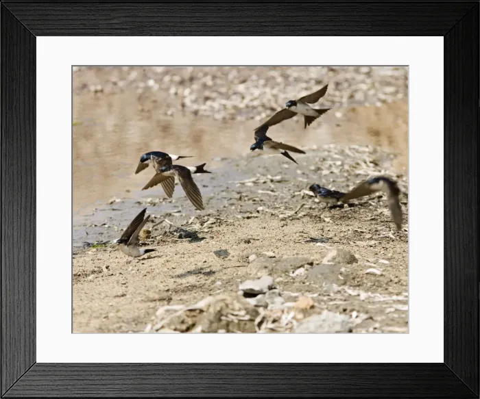 Framed Print : House Martins – In flight gathering nest material Cyprus 004164