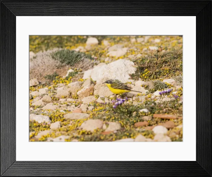 Framed Print : Yellow Wagtail – blue headed – feeding – on migration Cyprus 004221 Framed Print : Yellow Wagtail – blue headed – feeding – on migration Cyprus 004221