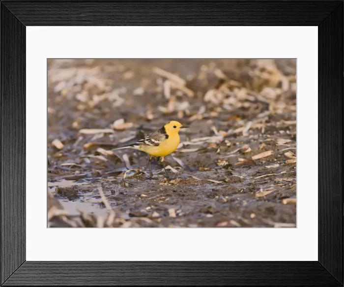 Framed Print : Citrine wagtail – male – feeding – on migration Cyprus 004256 Framed Print : Citrine wagtail – male – feeding – on migration Cyprus 004256