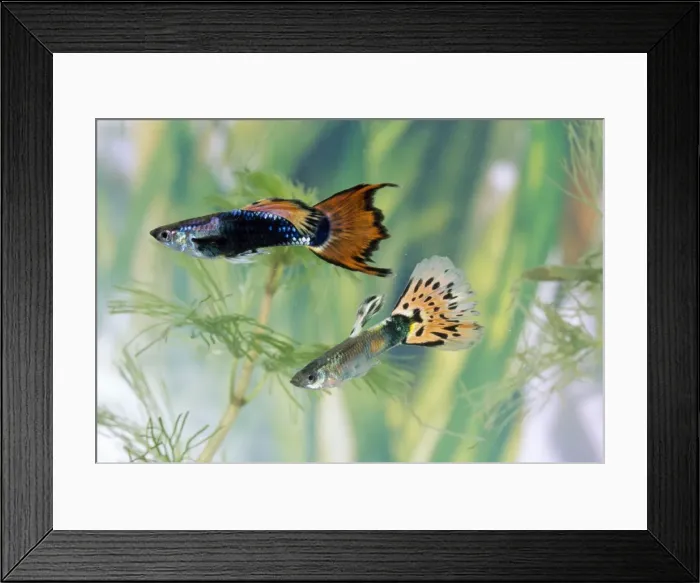 Framed Print : Guppy x2 male Framed Print : Guppy x2 male