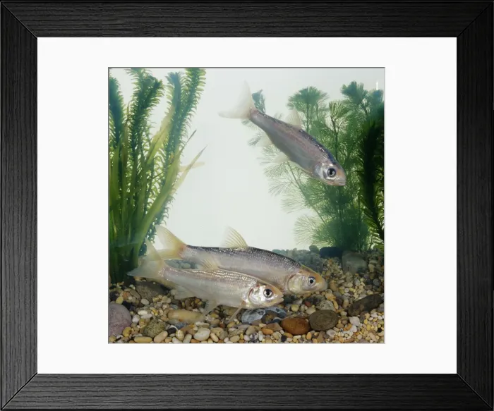 Framed Print : Blue Orfe. BB-403. Blue Orfe. Leuciscus idus Framed Print : Blue Orfe. BB-403. Blue Orfe. Leuciscus idus