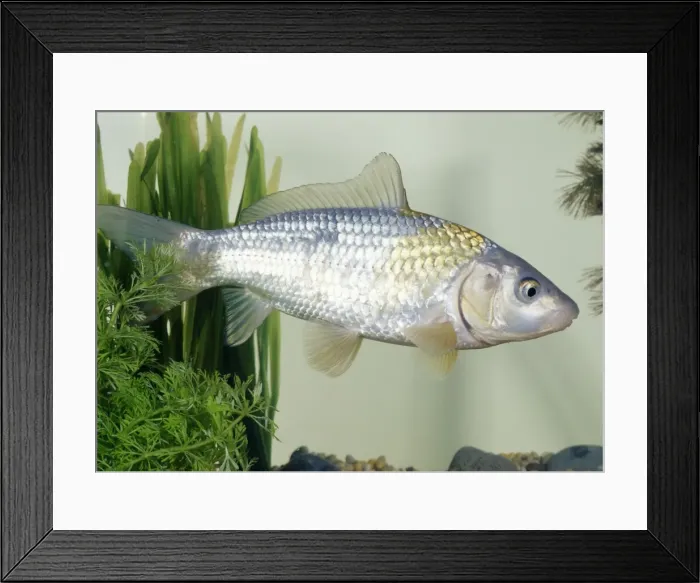 Framed Print : Koi Carp Hikari utsuri Framed Print : Koi Carp Hikari utsuri
