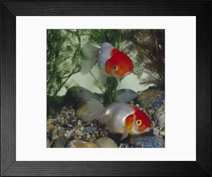 Framed Print : Red Cap Ranchu Goldish Framed Print : Red Cap Ranchu Goldish