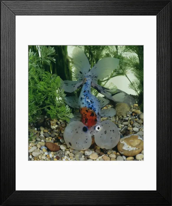 Framed Print : Bubble-eye Goldfish Framed Print : Bubble-eye Goldfish