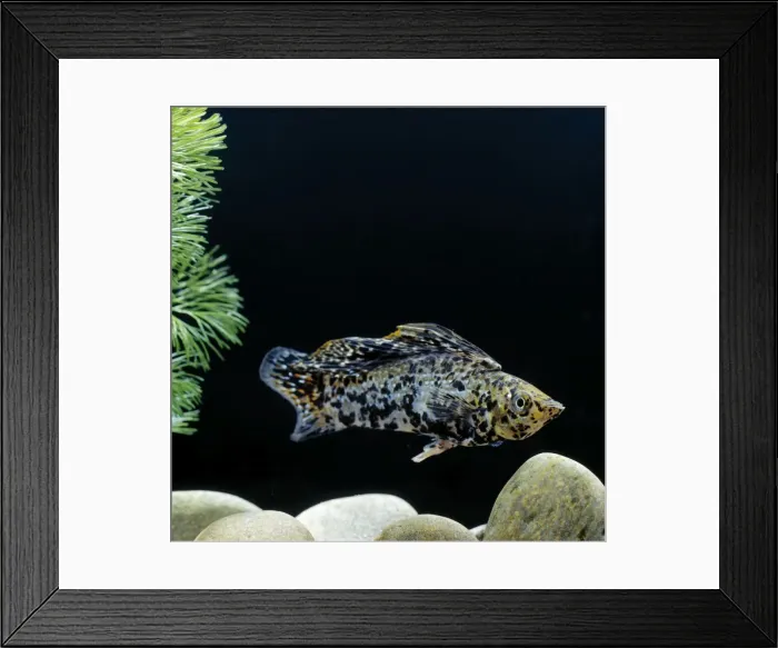 Framed Print : Sailfin Molly Fish Framed Print : Sailfin Molly Fish