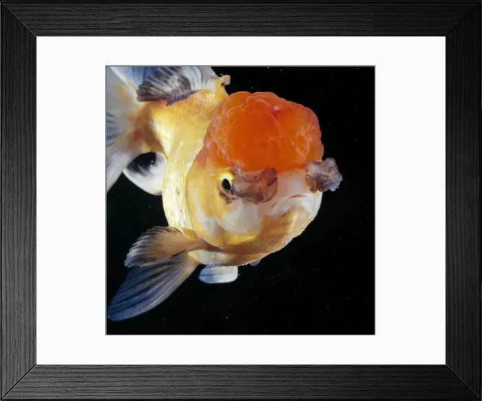 Framed Print : Lionhead Goldfish Framed Print : Lionhead Goldfish