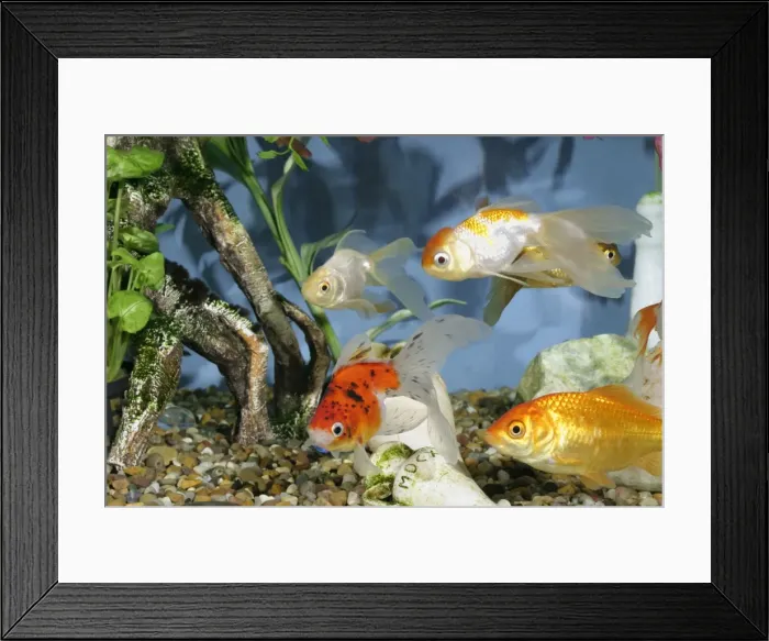 Framed Print : Goldfish In fishtank Framed Print : Goldfish In fishtank