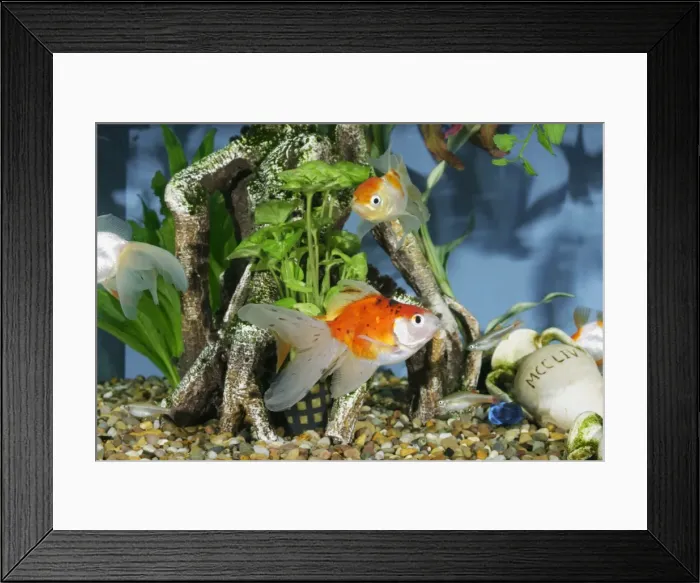 Framed Print : Goldfish In fishtank Framed Print : Goldfish In fishtank