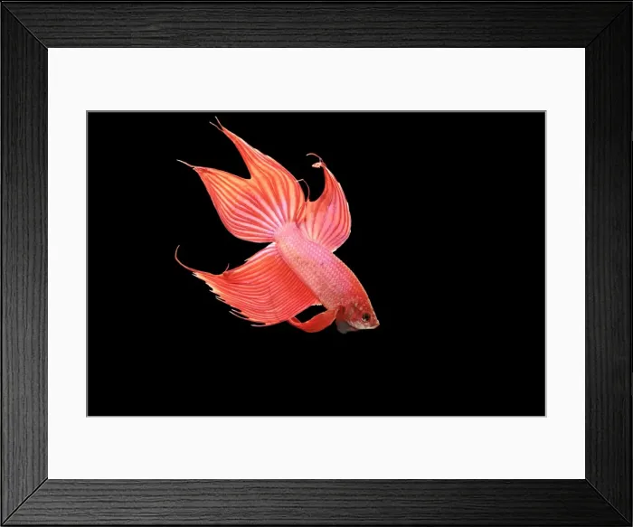 Framed Print : Siamese Fighter Fish Red form male Displaying Framed Print : Siamese Fighter Fish Red form male Displaying