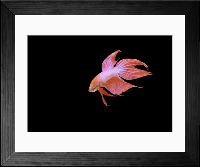 Framed Print : Siamese Fighter Fish Red form male Turning display, front view Framed Print : Siamese Fighter Fish Red form male Turning display, front view