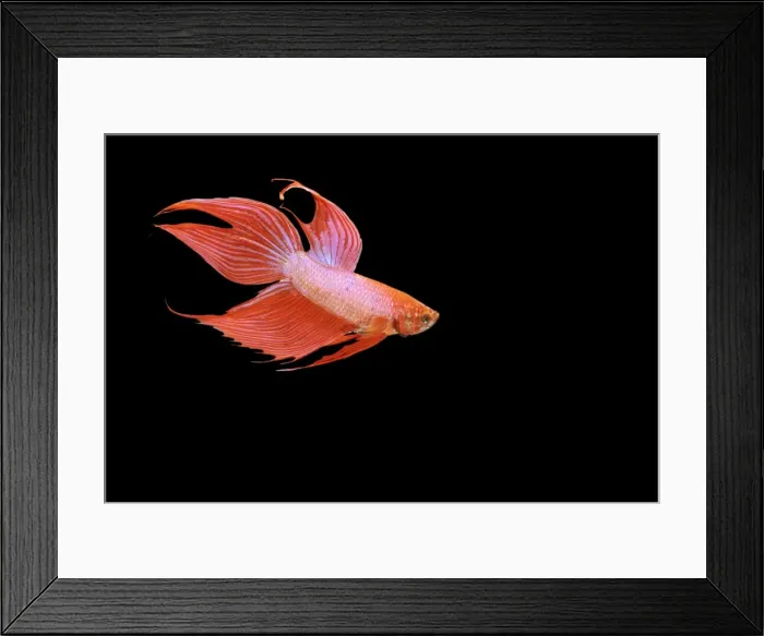 Framed Print : Siamese Fighter Fish Red form male Swimming display, side view