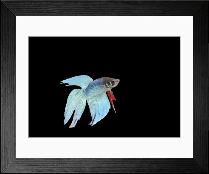 Framed Print : Siamese Fighter Fish Blue form male Display, side view Framed Print : Siamese Fighter Fish Blue form male Display, side view