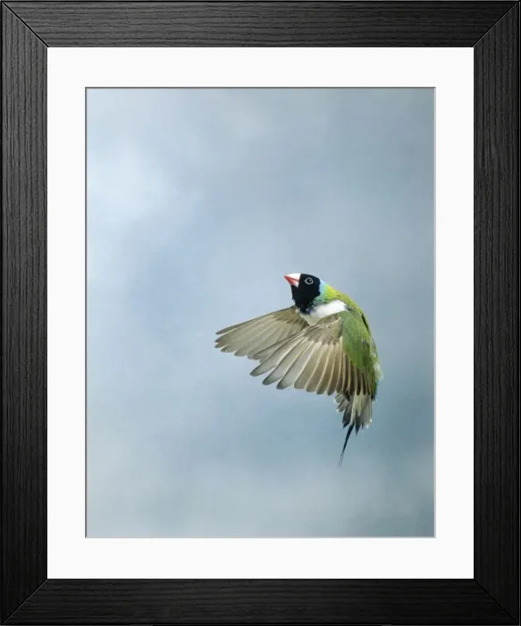 Framed Print : Gouldian Finch In flight side view wings forward Framed Print : Gouldian Finch In flight side view wings forward