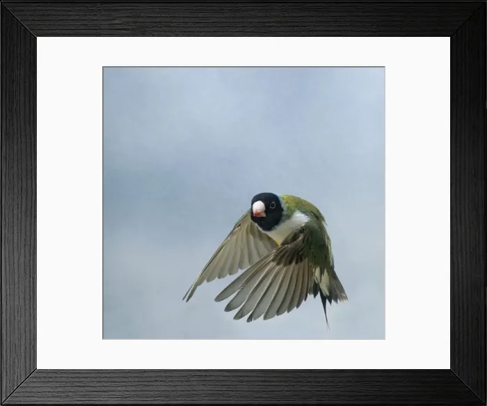 Framed Print : Gouldian Finch In flight turning head on wings down Framed Print : Gouldian Finch In flight turning head on wings down